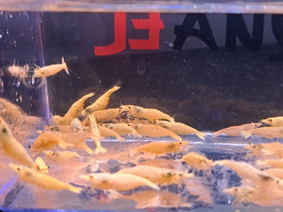 Krewetki neocaridine żółte - Yellow fire