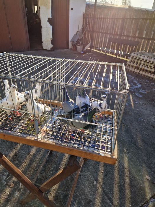 Gołąb wiedeński ..