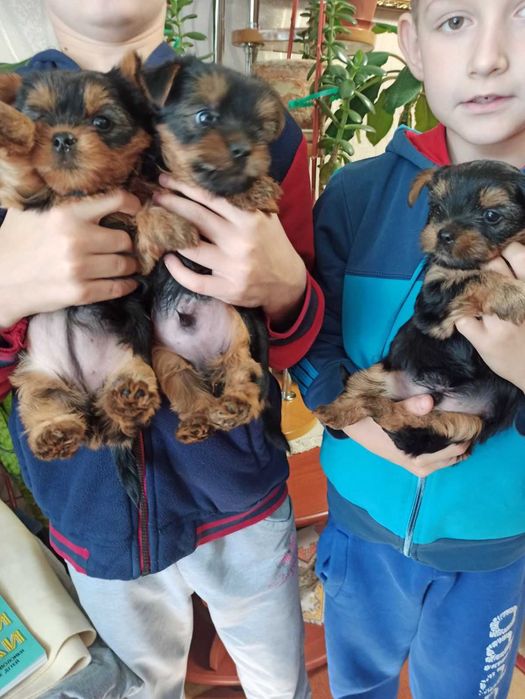 Маленькі цуценята