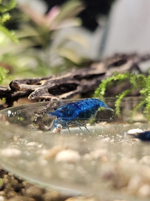 Neocaridina Blue dream