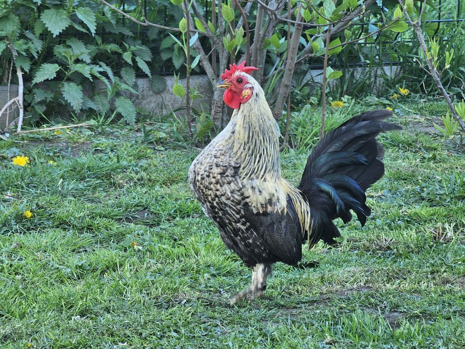 Sprzedam koguciki liliputki