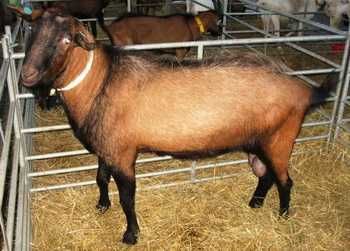 Продам козлика  8