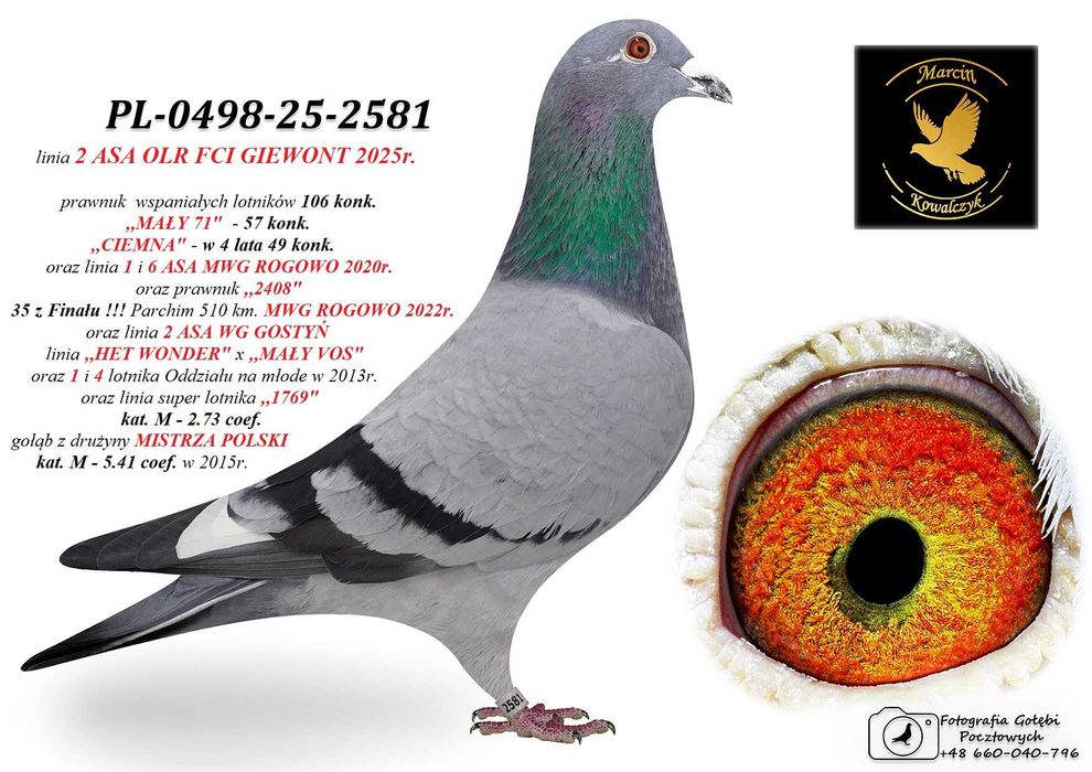 gołębie pocztowe prawnuk 20345 w 4 lata 49 konk.