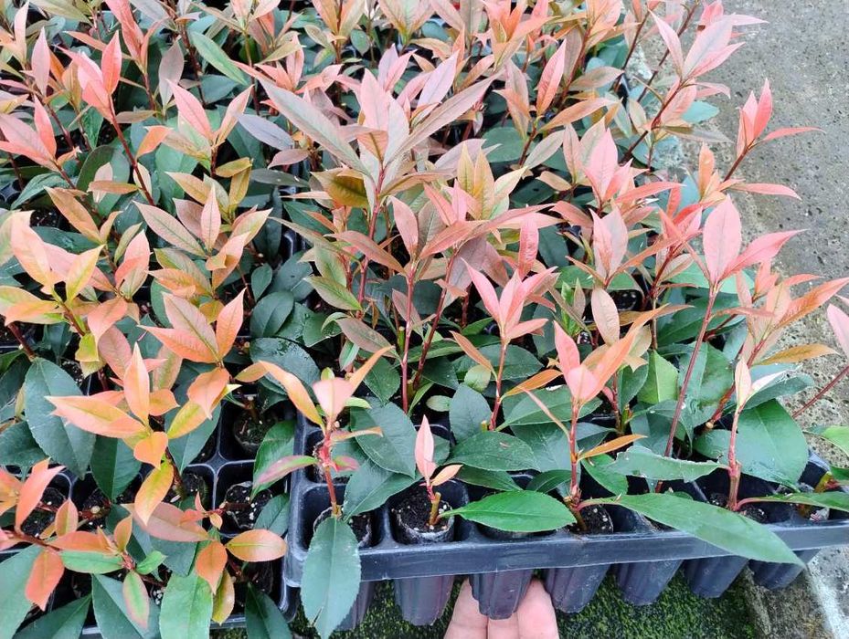 Planta Photinia Red Robin para venda em placas múltiplas