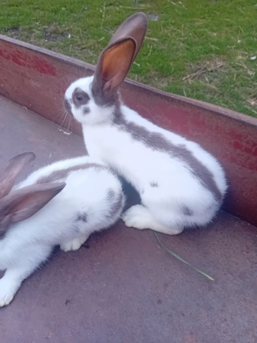 Srokacze  Hawana 5 miesięczne