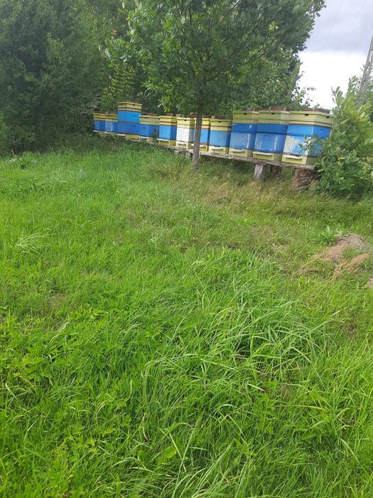 Ule z pszczolami