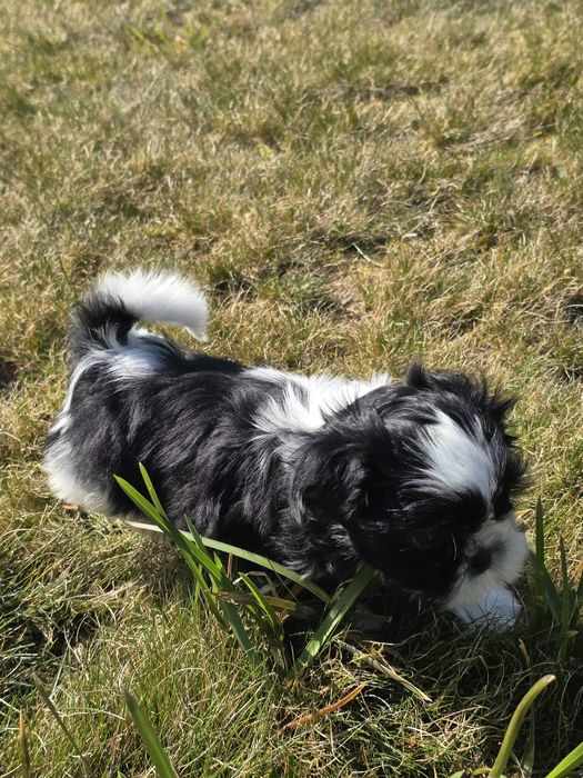 Cudny chłopczyk Shih Tzu
