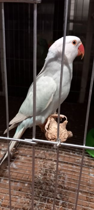 Ring necks prontos a criar