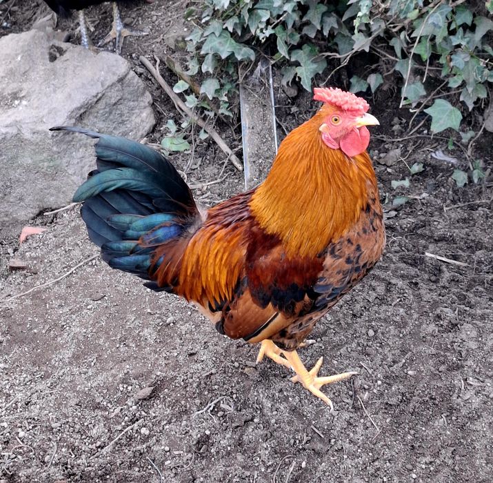 Galos garnizes macho para venda