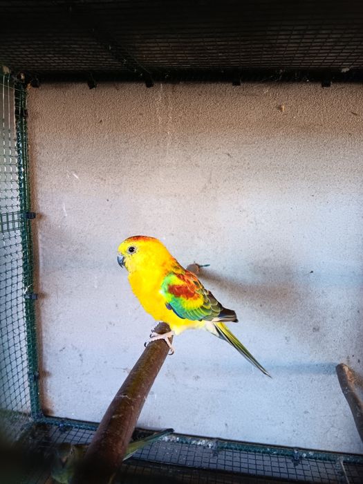 Red Rumped macho 2024