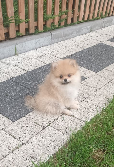 Szpic Pomeranian