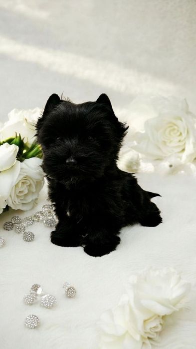 Piękny, czarny York - Unikatowy York - Cudo- Komplet dokumentów