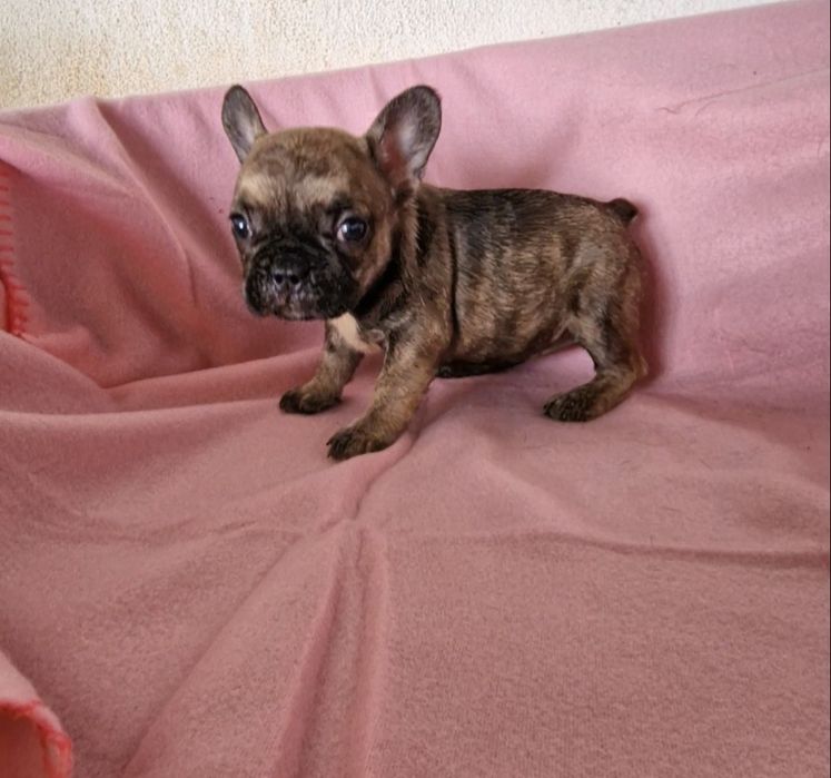 Menina bulldog tigrada
