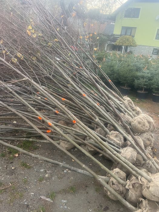 Lipa drobnolistna sadzonka 6-18cm obwodu donica