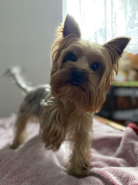 В‘язка йоркширський терʼєр