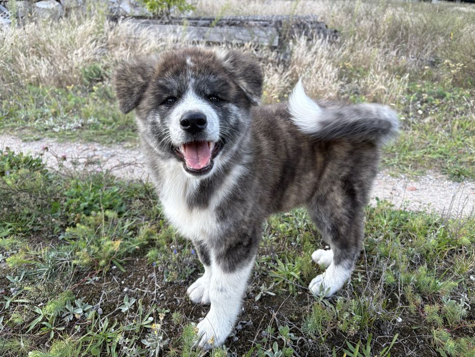 Dostępny Ostatni Pręgowany Piesek Japoński Akita Inu Gotowy Do Odbioru