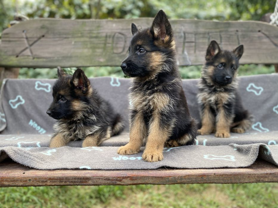 Німецька вівчарка