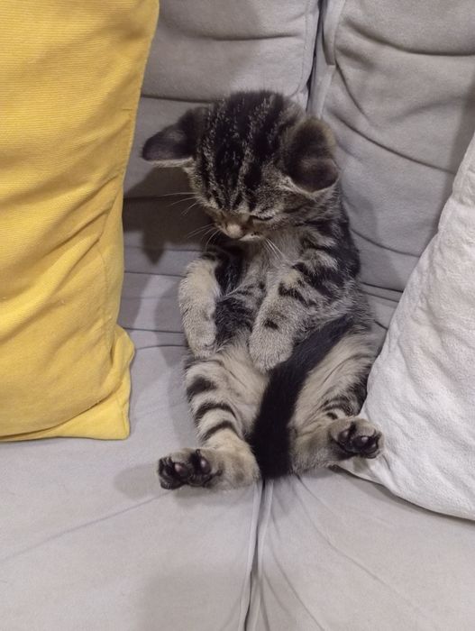 Шотландський хлопчик