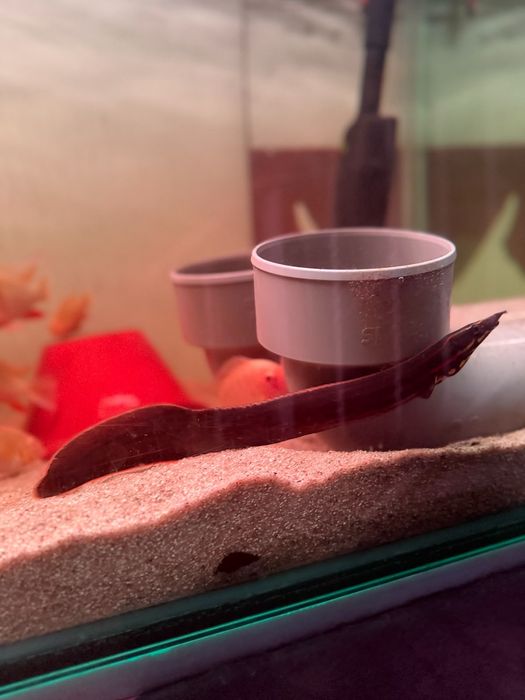 Vendo enguia fire eel