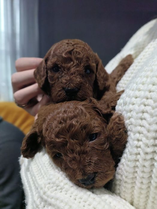 Szczeniak Pudel Toy Red Brown