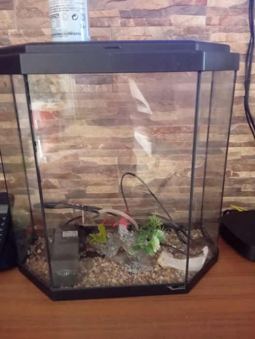 Aquário para peixes