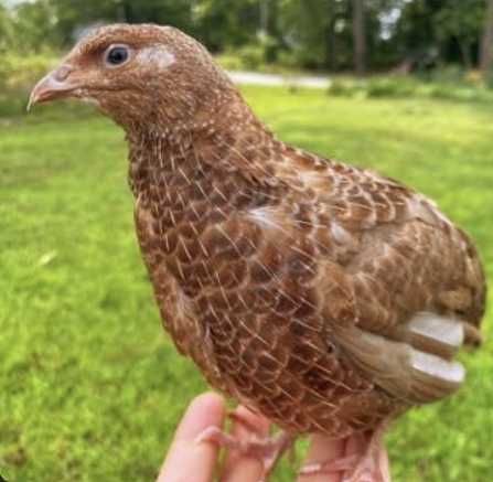 Ovos Galados e Codornizes de Várias Cores, Celadon