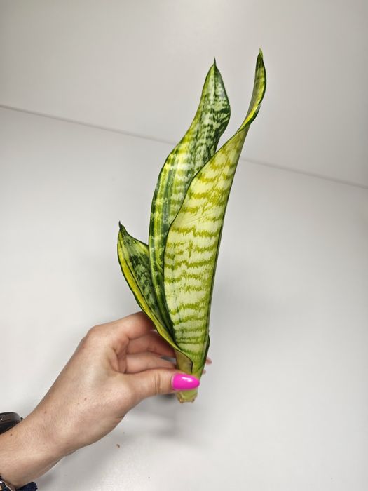 Sansevieria Futura var