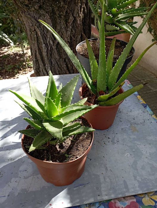 Catos pontiagudos em Vaso