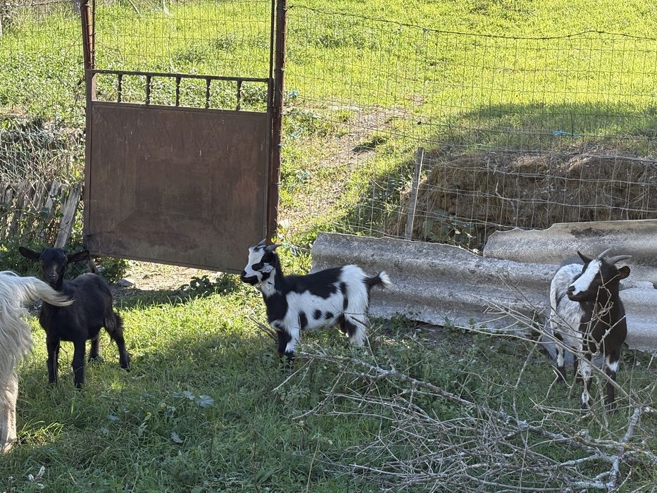Cabras anas 1 femea 2 machos