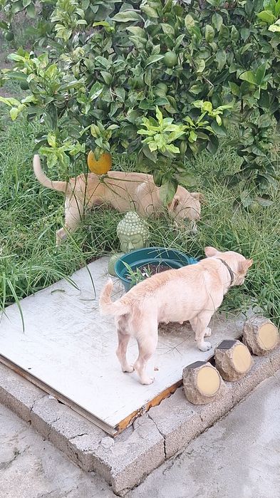 3 caezinhos machos para adoção