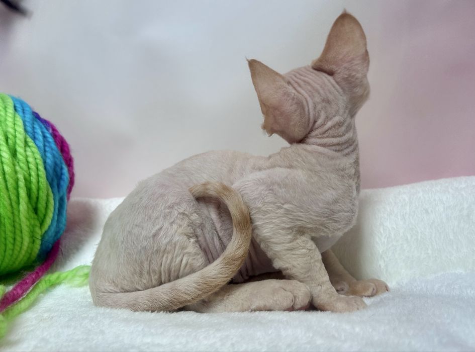 Uroczy kocurek devon rex, rudy,FPL, FIFE