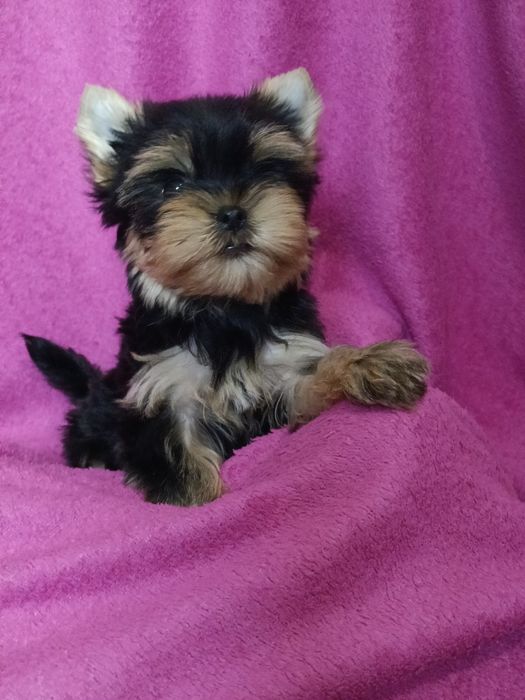 Йорочка гарнюня дівчинка