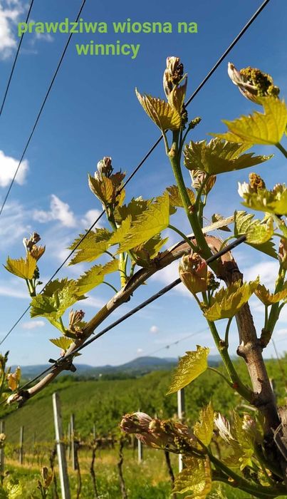 Winogrono Solaris Rondo i 5 innych odmian