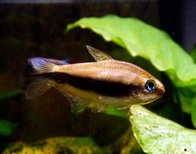 GB Tetra Cesarska, Błyszczyk Cesarski - dowóz ryb!