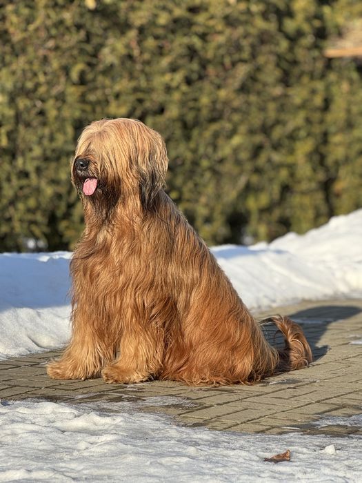 owczarek francuski Briard  FCI szczenię