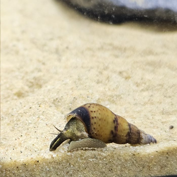 Ślimak świderek żółty rzadki - Nadel-Kronen