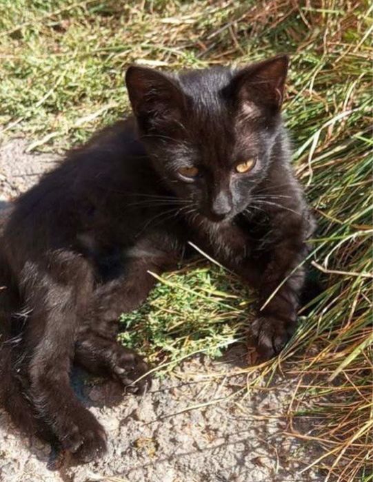 Кошенята метис британця в добрі руки британец котята в хорошие руки