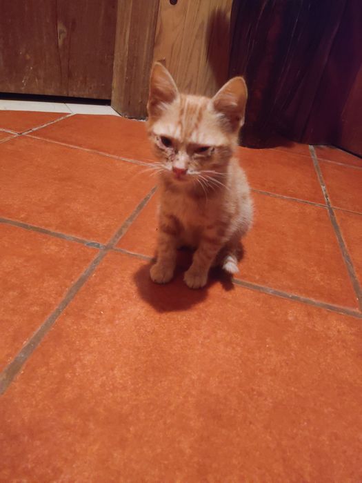 Gato bebé para adoção