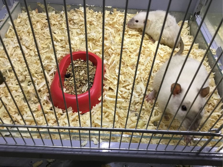 Продам декоративних щуриків