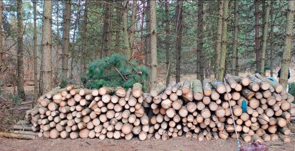 Drewno opałowe Sosna