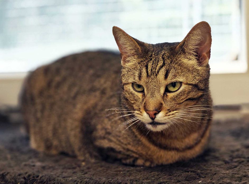 Ласкавий котик-смугастик Мускат шукає дім (1,5 р.). Кастр. Кот