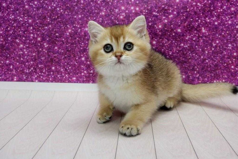 Яскравий золотий британчик красень