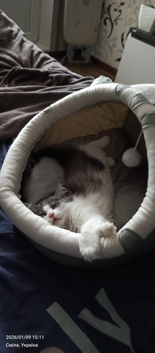Ліжечко для котика