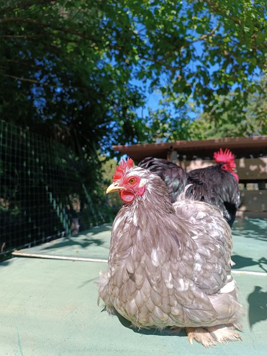 Ovos de Galinha Pekin