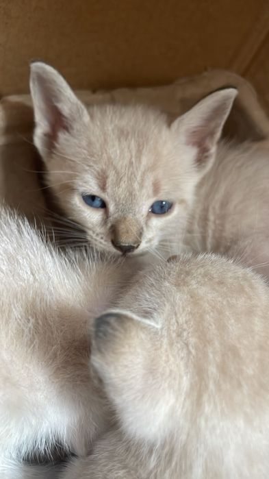 Gatinhos para adoção responsável zona Oeste
