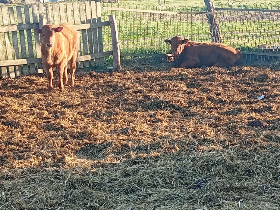 Sprzedam bydło rasy LM