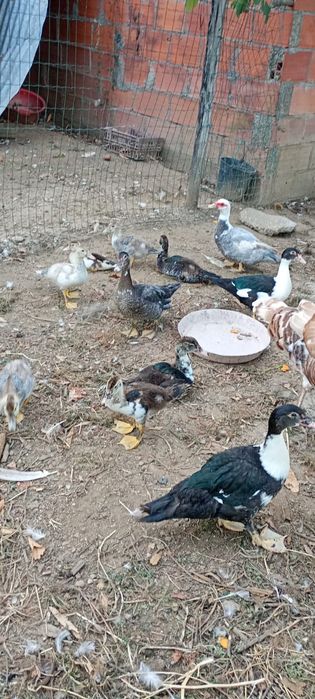 Vendem-se patos!!
