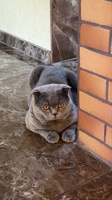 Кот кіт вязка дніпро