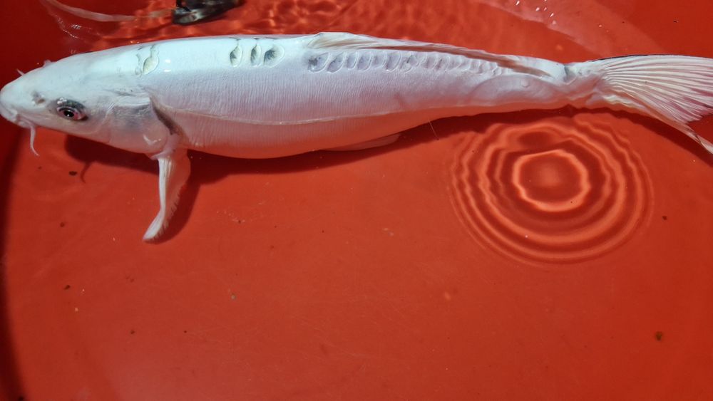 Carpa koi branca