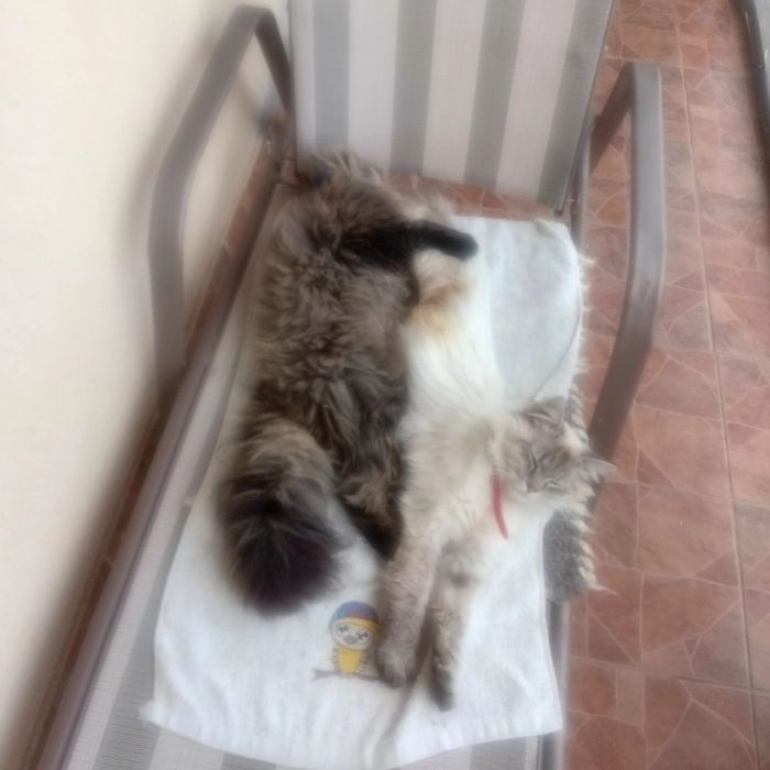 Котик шотландський Skotish